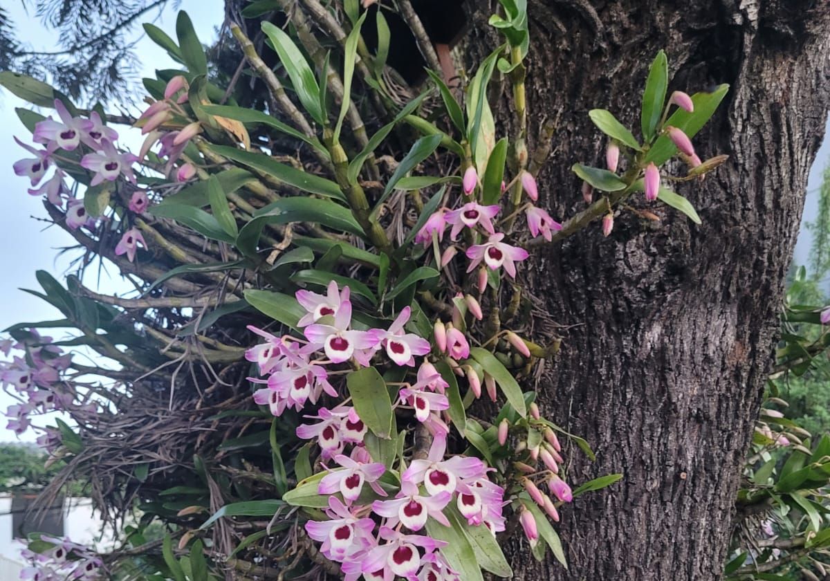 Orquídeas cor-de-rosa floridas no tronco de uma árvore do jardim.